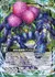 蒼色毒蜘蛛アリウムグーティ